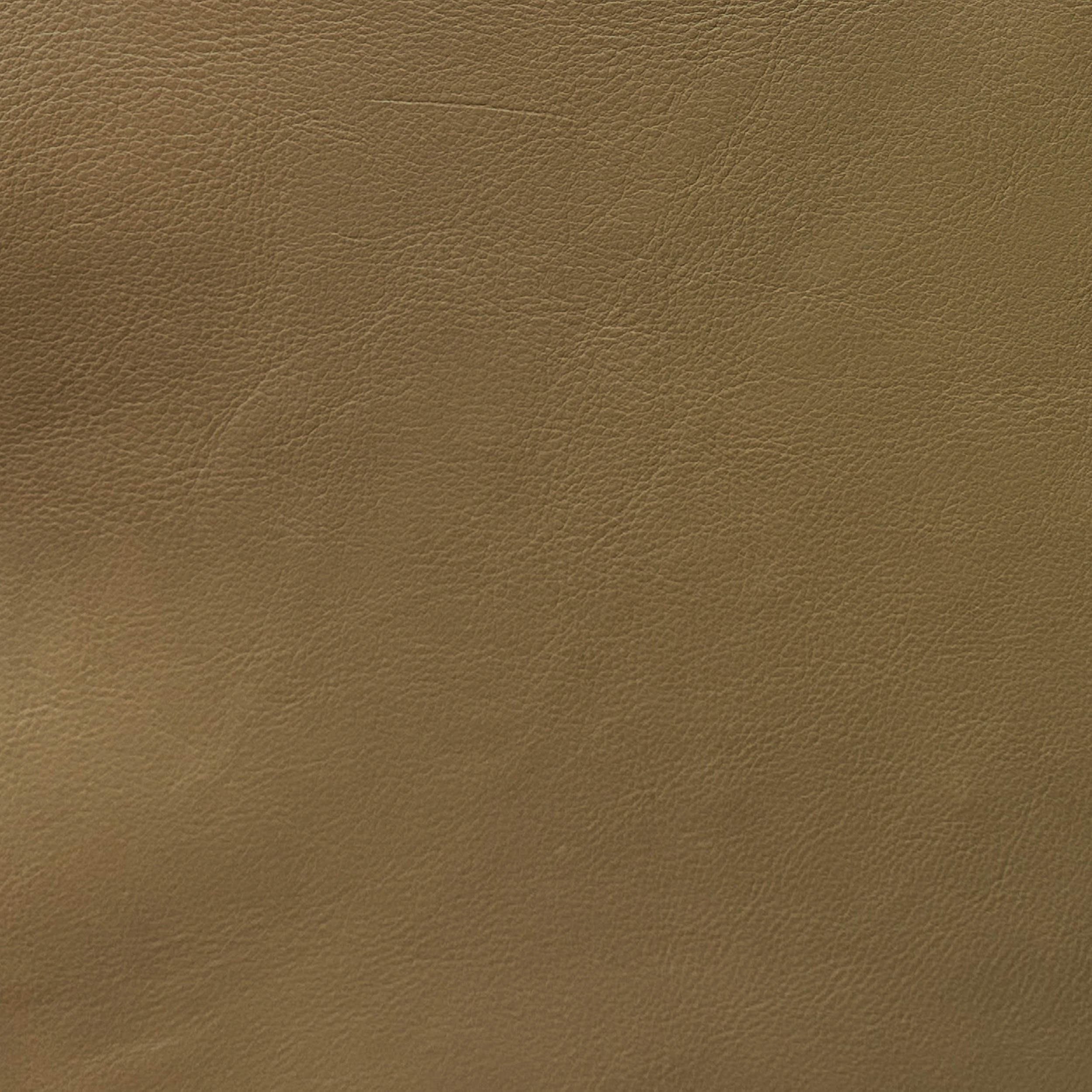 Berkshire Chamois